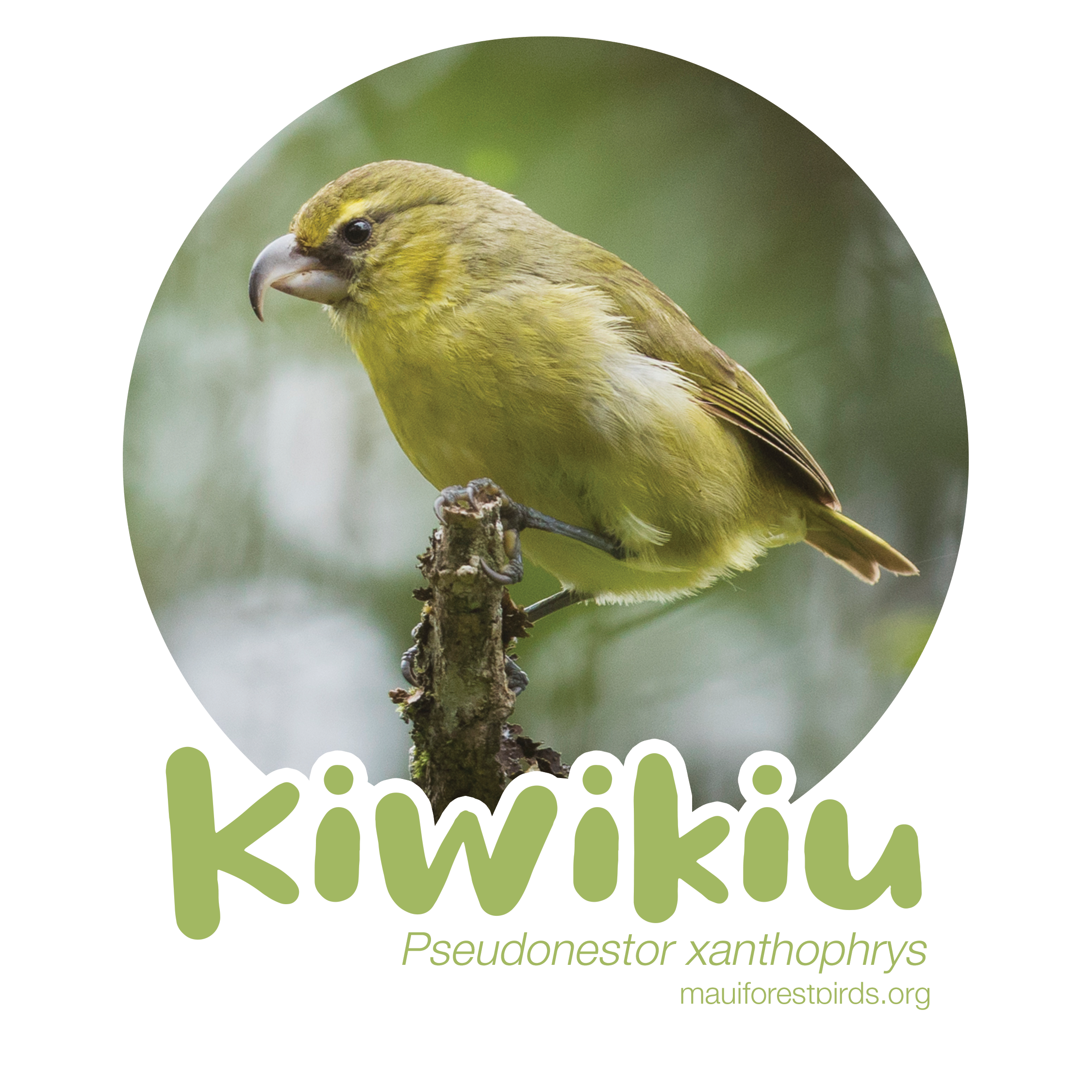 Illustrated Native Bird Stickers – Maui Forest Bird Recovery Project